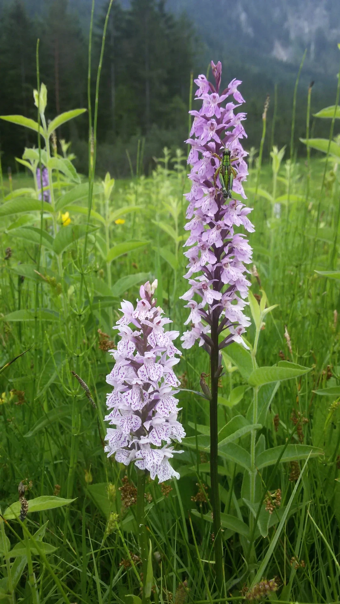Orchidee auf einer Bergwiese bei Lunz am See