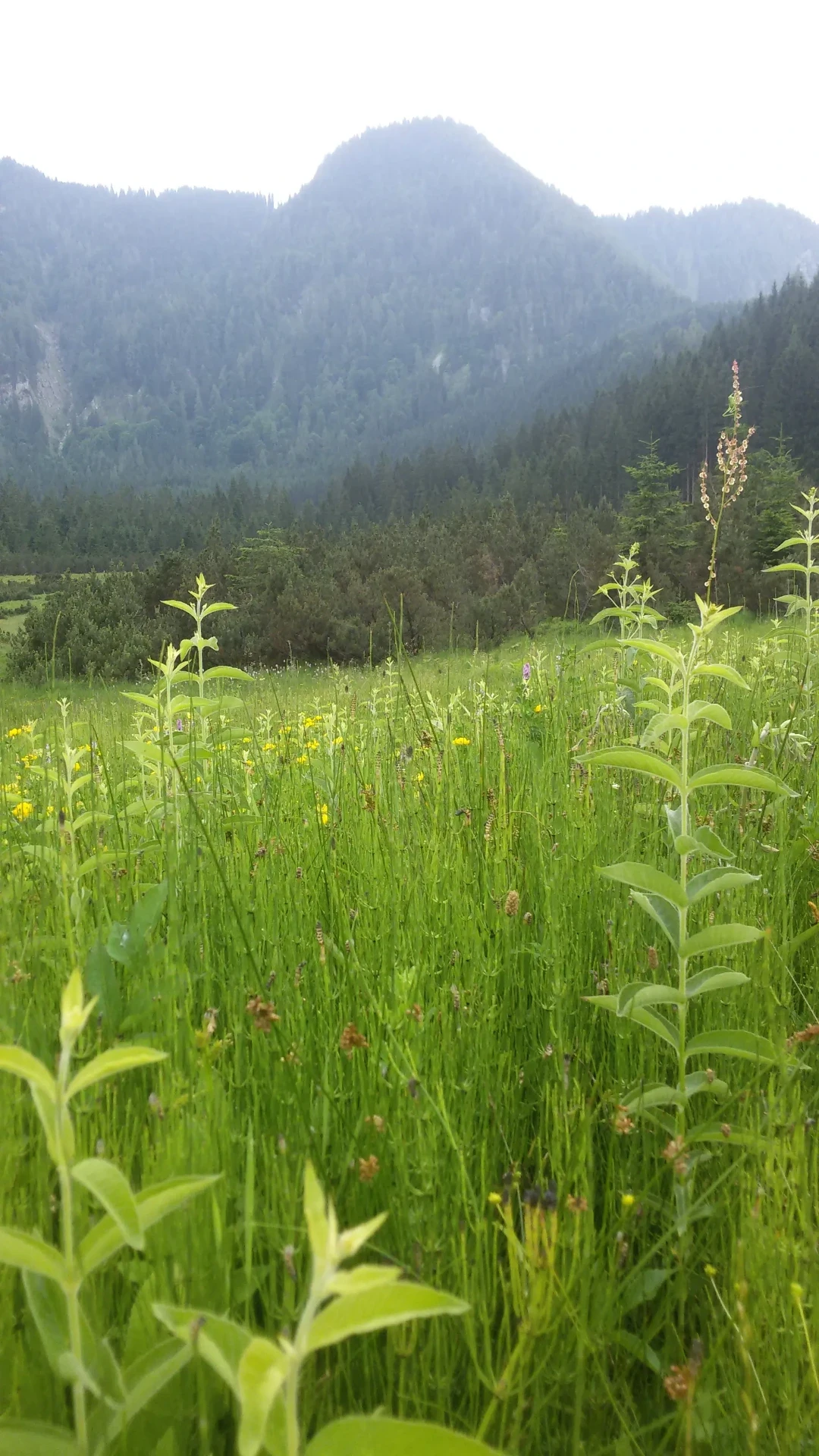 Blick durchs Schilf auf den Lunzer See
