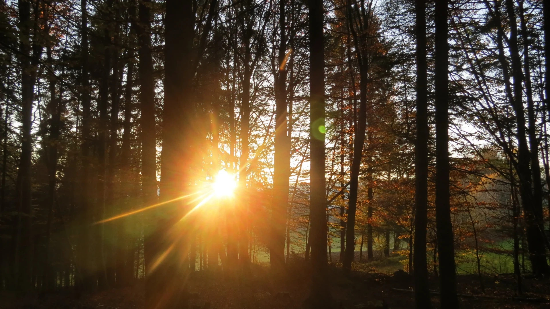 Sonnenuntergang im Wald bei Lunz am See