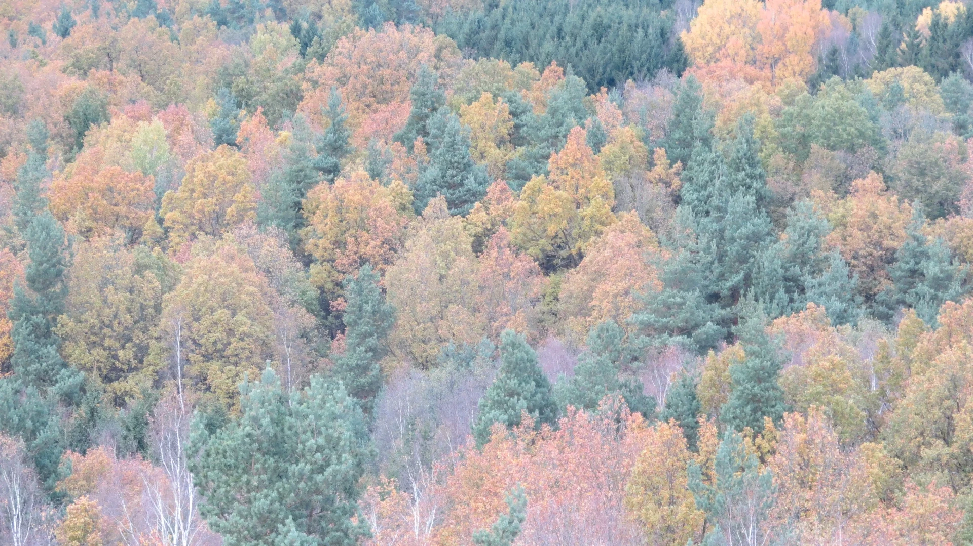 Bunter Herbstwald rund um Lunz am See