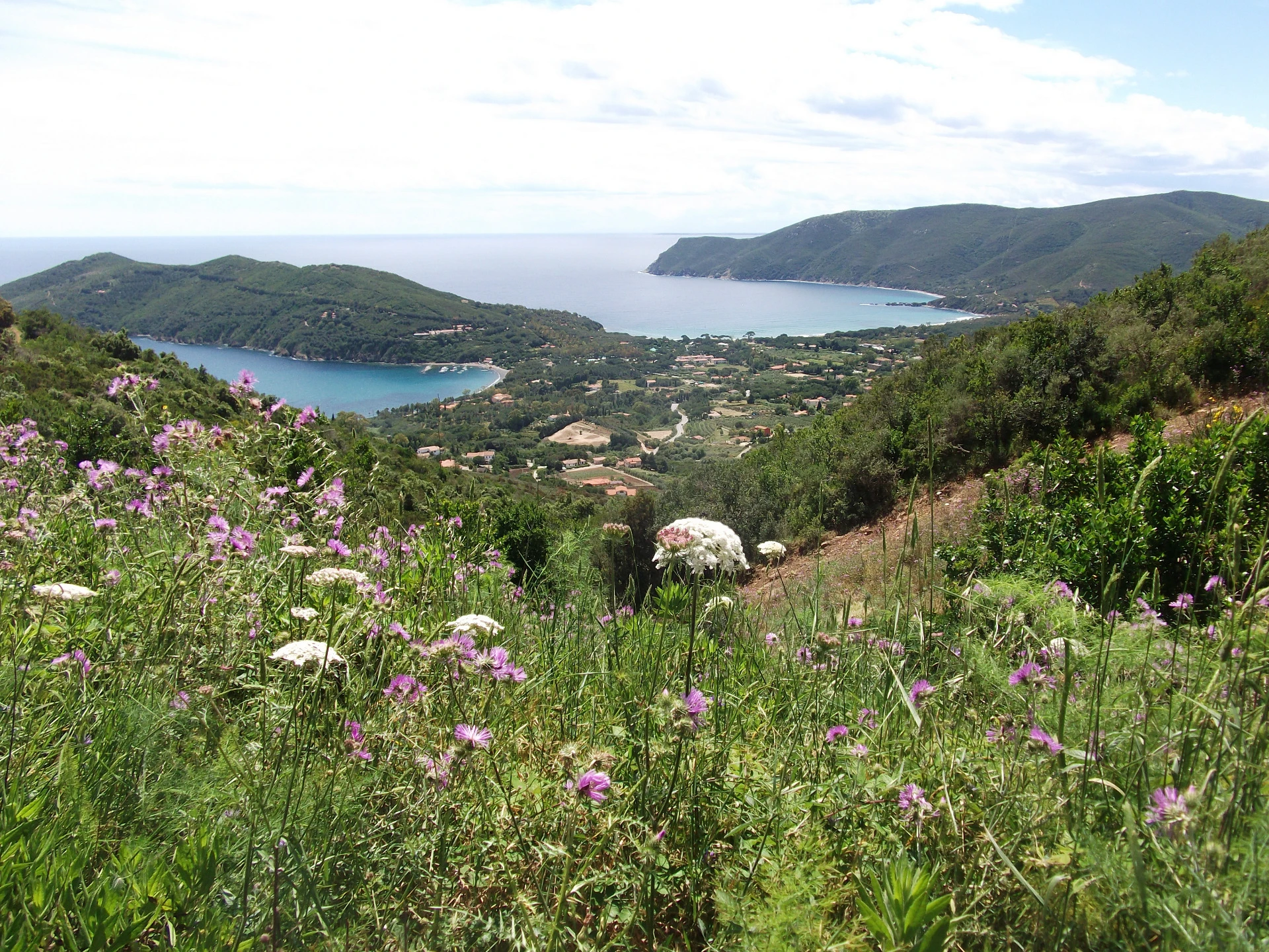 Blumenwiese mit Blick auf eine Bucht, Elba